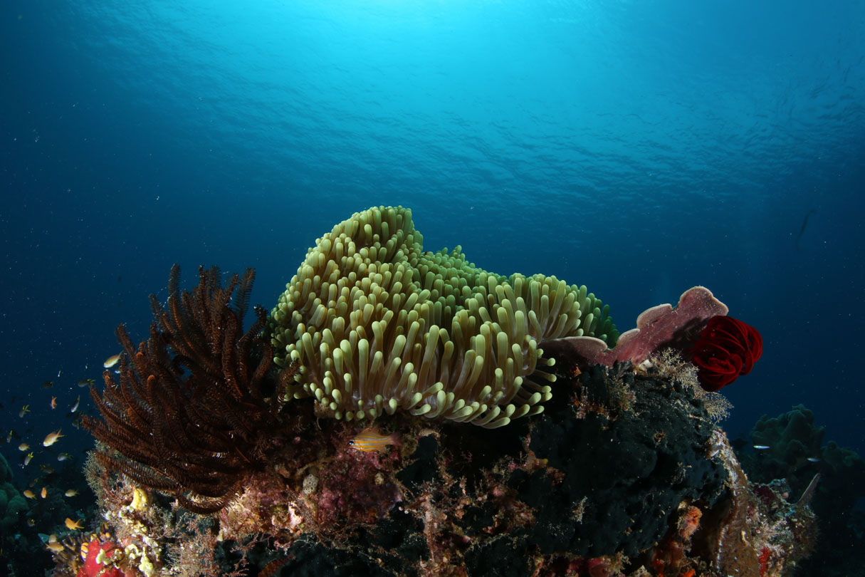Beautiful Coral off PNG