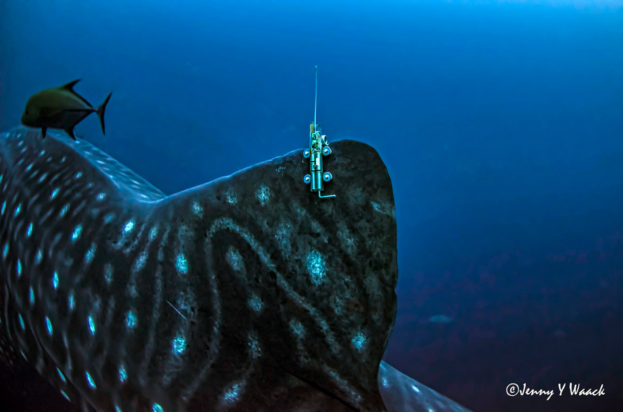 A SPLASH 10 type satellite tracking tag deployed on a whale shark by the Galapagos Whale Shark Project.