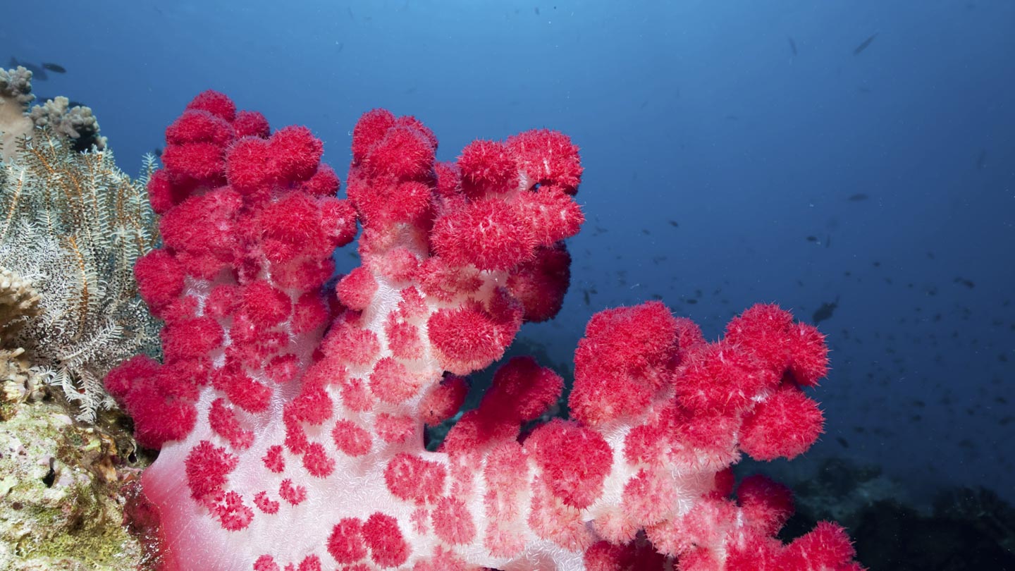 Colourful soft coral off the in the waters close to Fiji. Great colourful scuba diving.