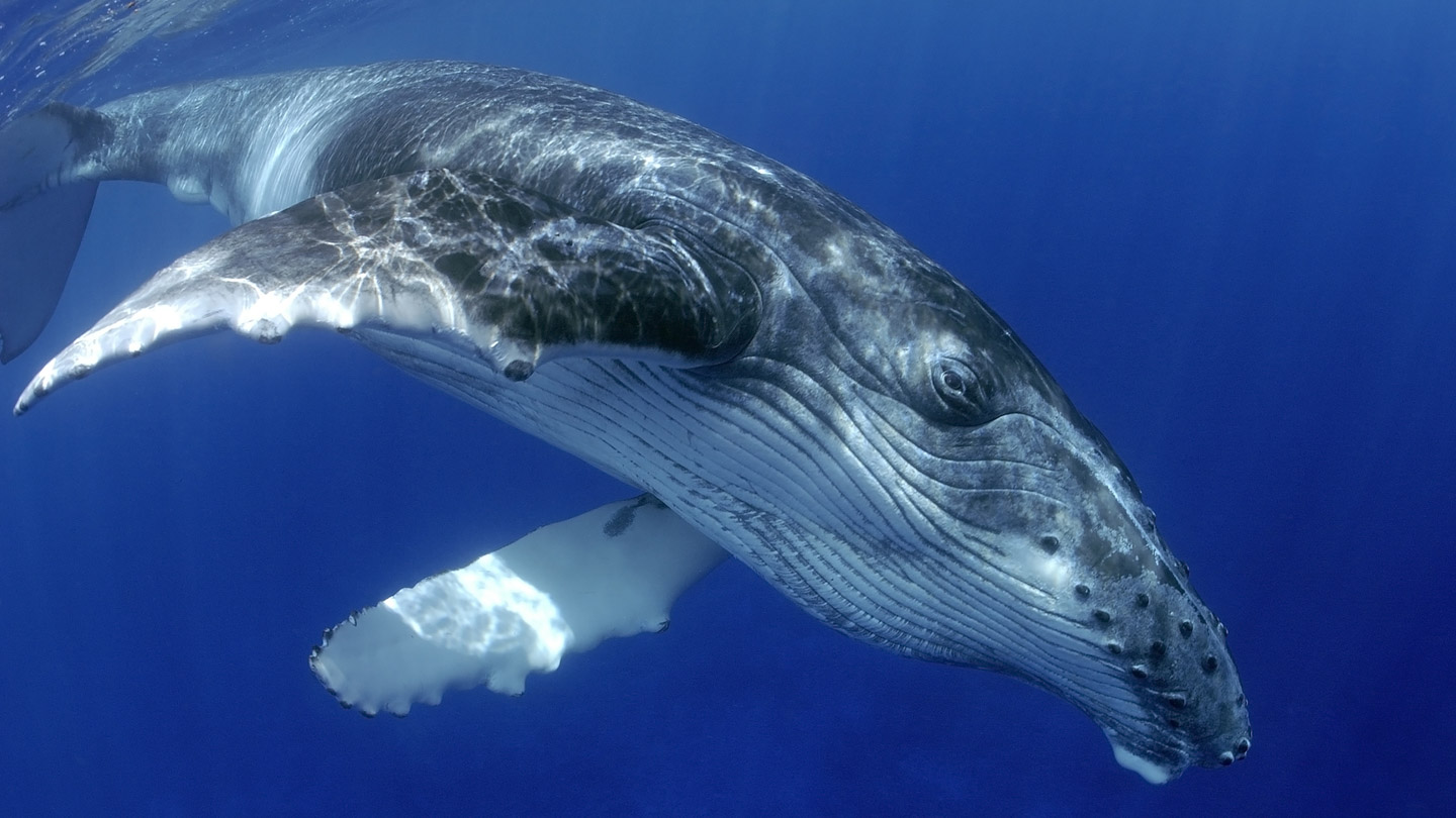 A diving humpback whale. Rare to see underwater but there are snorkeling options around the world.