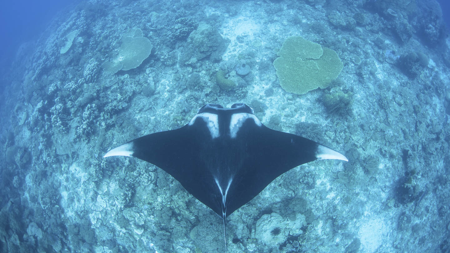 A magnificent manta ray cruising over coral reef
