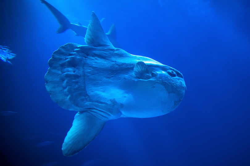 A Mola Mola or Sunfish cruising through the waters of Bali. These creatures can range in weight up to 2000 kg!