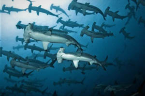A massive school of hammerheads sharks out at the Galapagos Islands.