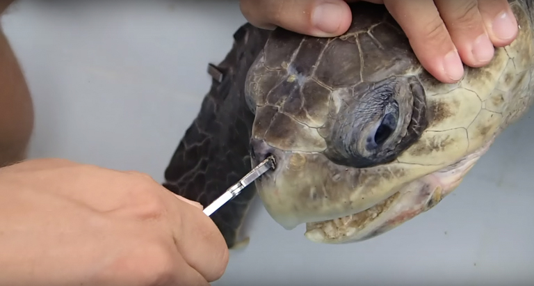 A sea turtle has a straw removed from its nose