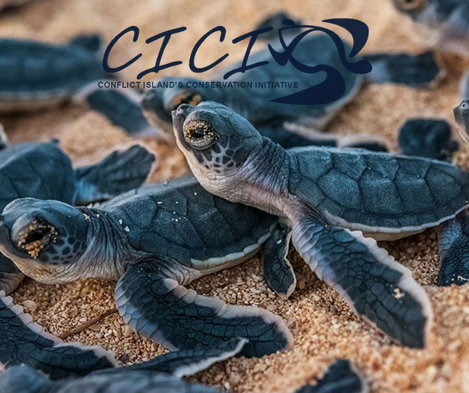 Baby sea turtles just hatched making their way to sea. Location is the Conflict Islands , Papua New Guinea