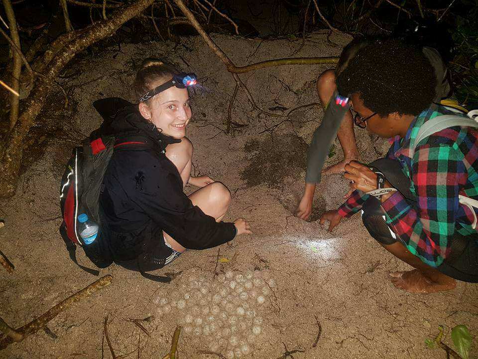 A turtle volunteer helping to relocate turtle eggs for protect from poachers & predators