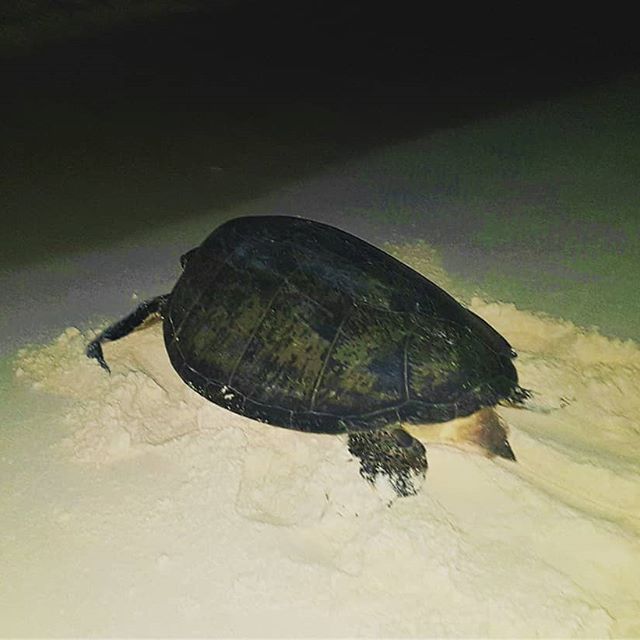 A turtle has come on to the beach and is now heading back out to sea after laying her eggs, all under the watchful eye of the CICI Rangers.