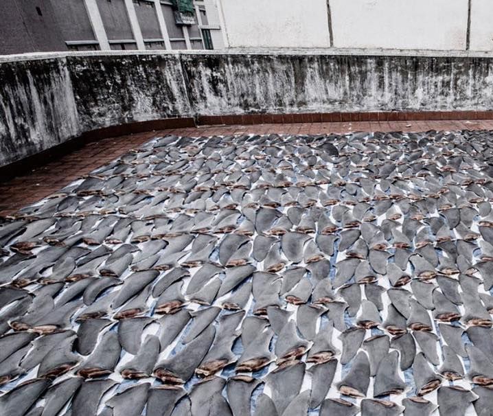 Shark fins covering the ground to dry out. @shawnheinrichs