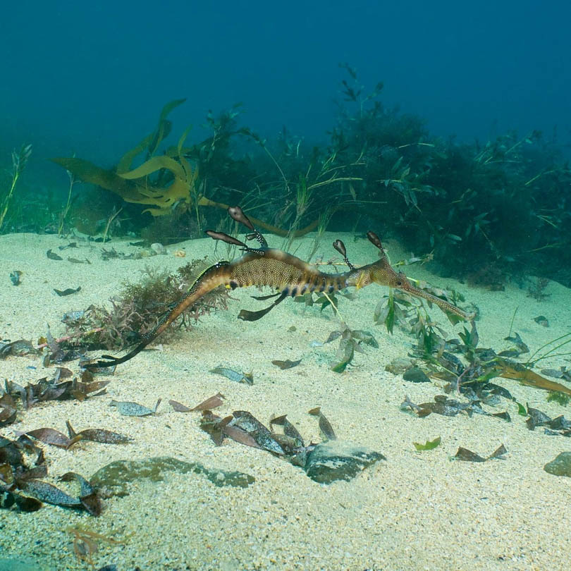 A weedy Sea Dragon crusing in the waters in Port Phillip Bay, Melbourne. Captured by the Ocean Divers team.