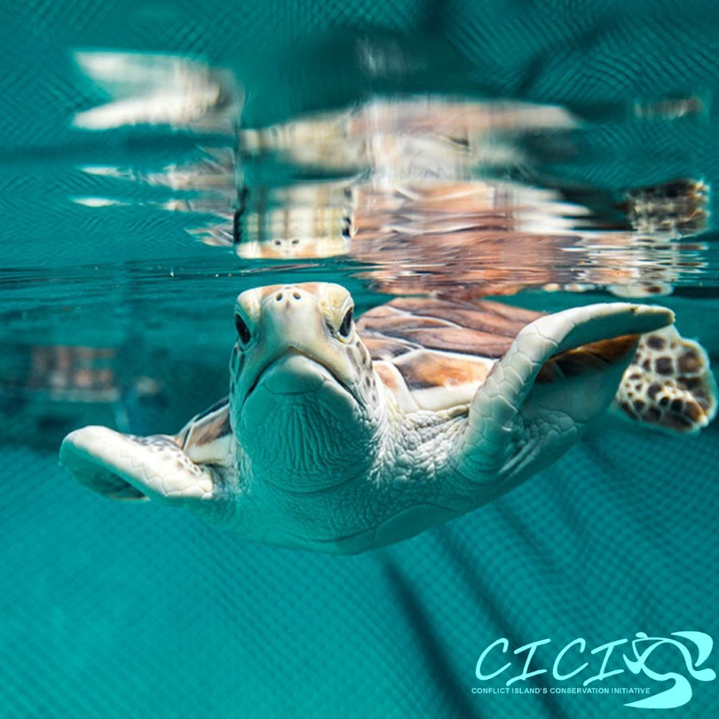 A baby turtle rehabialting in the sanctuary from the Conflict Island Conservation Initiative.