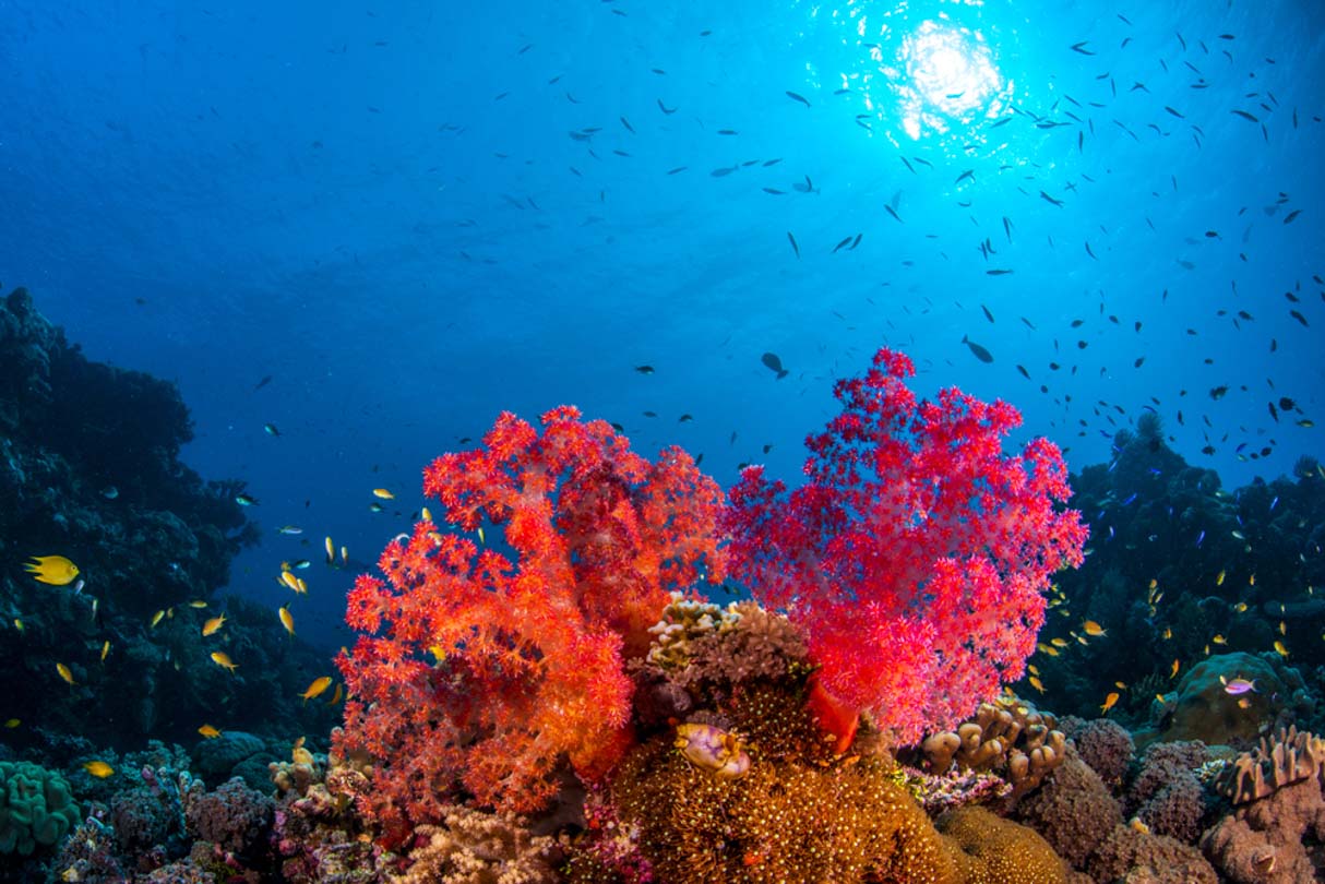 Colourful soft corals on Beluga dive site, Conflict Islands, PNG.