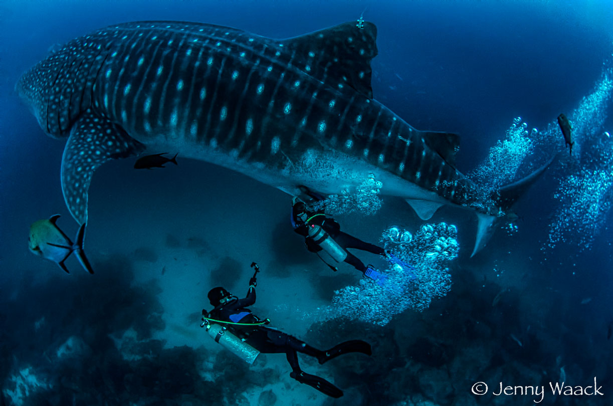 The Galapagos Whale Shark team at work drawing blood & the other team members videoing.