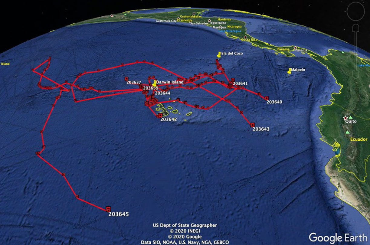 The pathways the tagged whale sharks took using the satellite tracking from the Galapagos Whale Shark Projects tags.