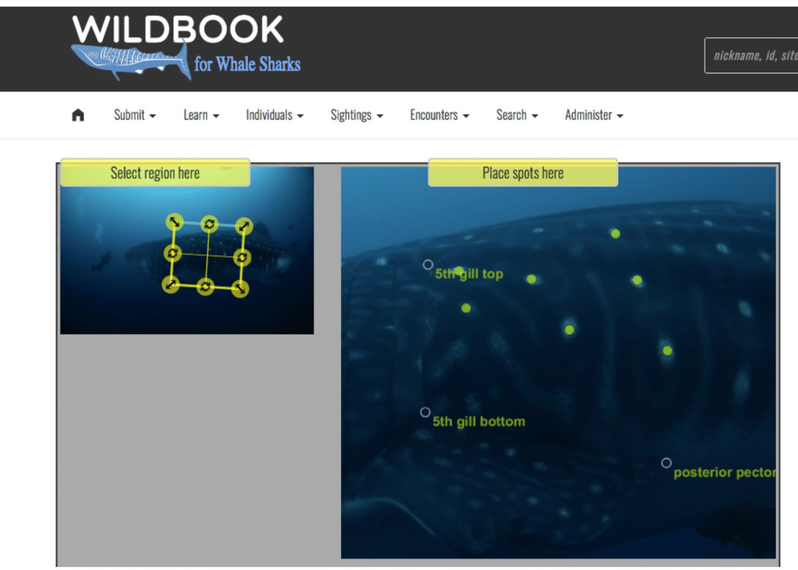 The Wildbook Website were the ID for Whale Sharks are recorded. Anyone can record a whale shark they have seen.