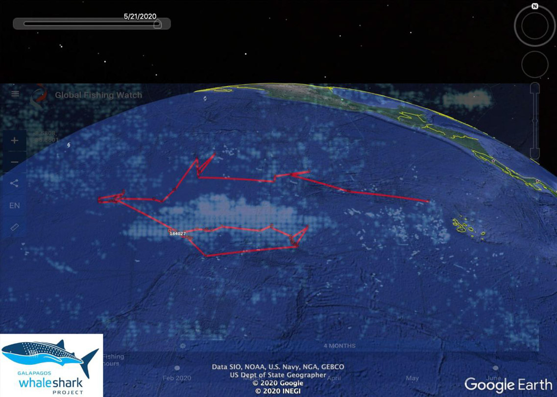 An overlay of the tag from the Whale Shark & the fishing fleets in the same area, hence the belief Hope was taken...