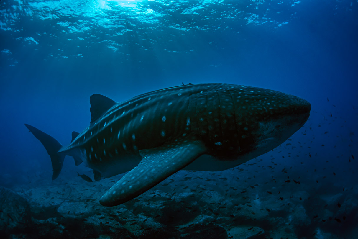 A whale shark in the waters of the Galapagos National Park.