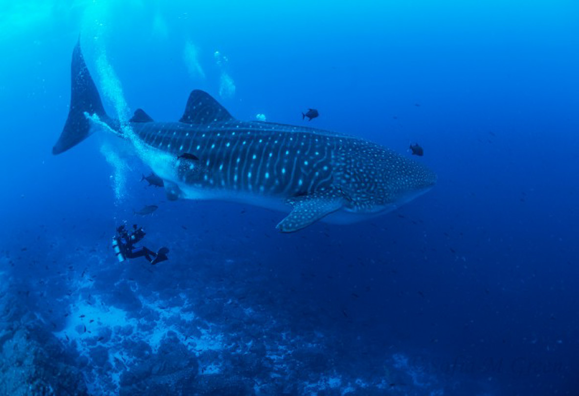 Whale shark offering itself as a model underwater in the Galapagos Islands.