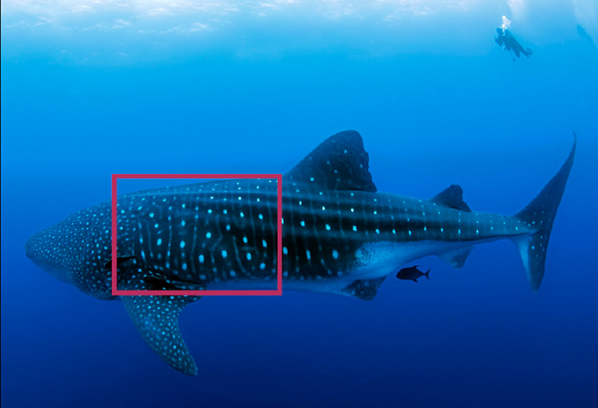 The red box marks the area needed for the unique ID markings on a whale shark which will be uploaded for a future reference