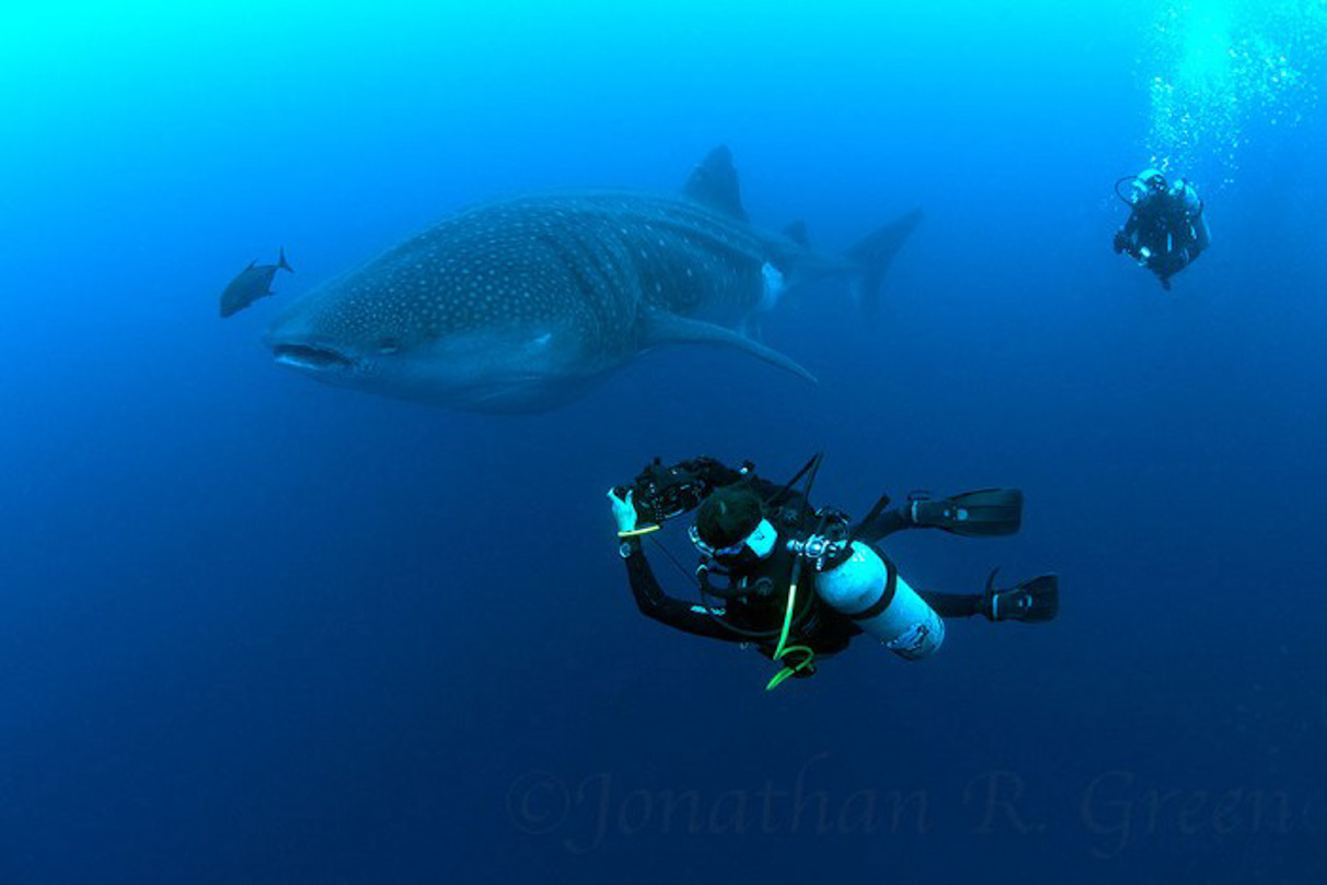 A scuba diver trying to capture the right area on a whale shark so the photo can be used as an ID for the future.