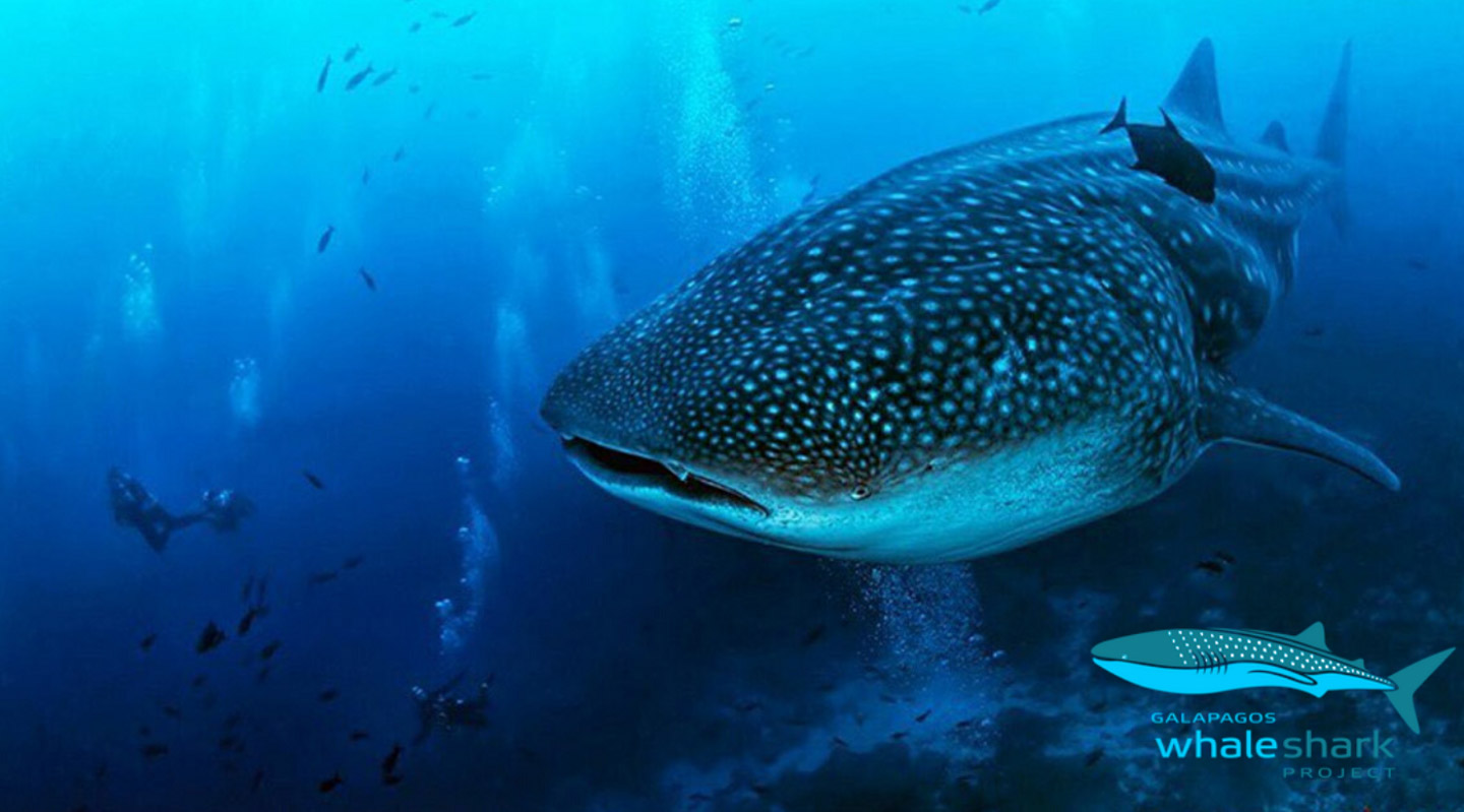 Scuba divers milling around a whale shark in awe of its beauty & size. Picture was taken in the waters of the Galapagos Islands.