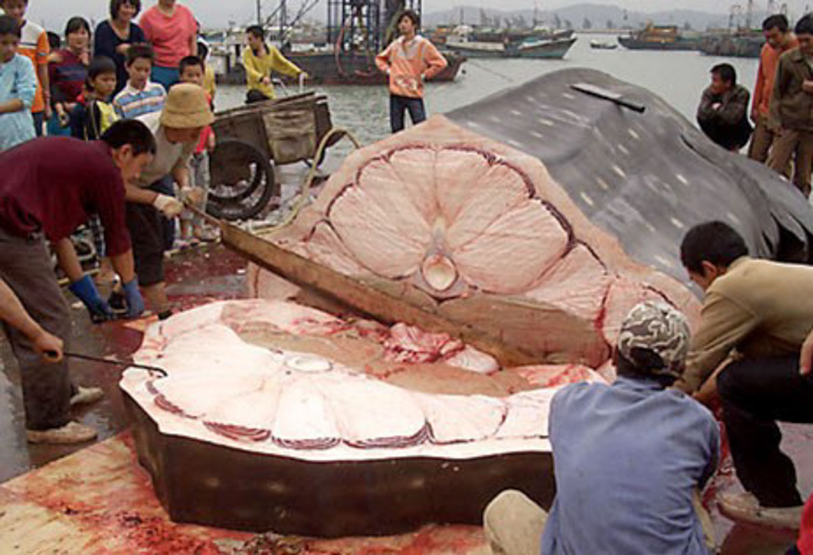 A whale shark being chopped up as Whale shark tofu