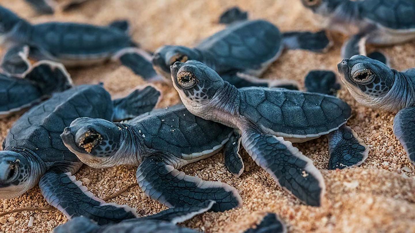 Baby turtles making their way to sea on the Conflict Islands, PNG, under the watchful eye of the CICI Rangers
