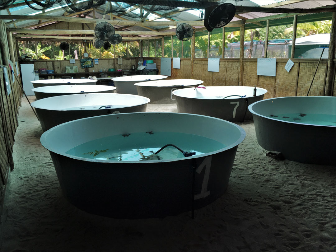 The Conflict Islands Conservation Initiatives' turtle hatchery & rehabilitation tanks, on the main island of Panasesa, the Conflict Islands, PNG.