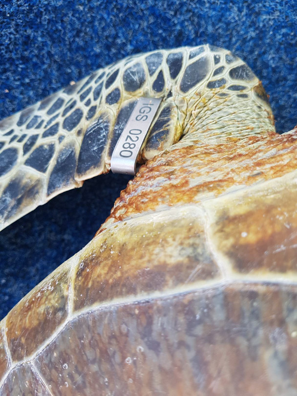 The location of the tag clip used to track the turtles who lay eggs on the Conflict Islands. This is done in a non-invasive way & if there is any stress she will not be tagged.